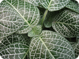 Oxfordshire Leaf