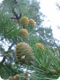 Calne Pine Cones
